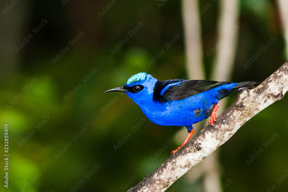 Obraz premium Cyanerpes cyaneus