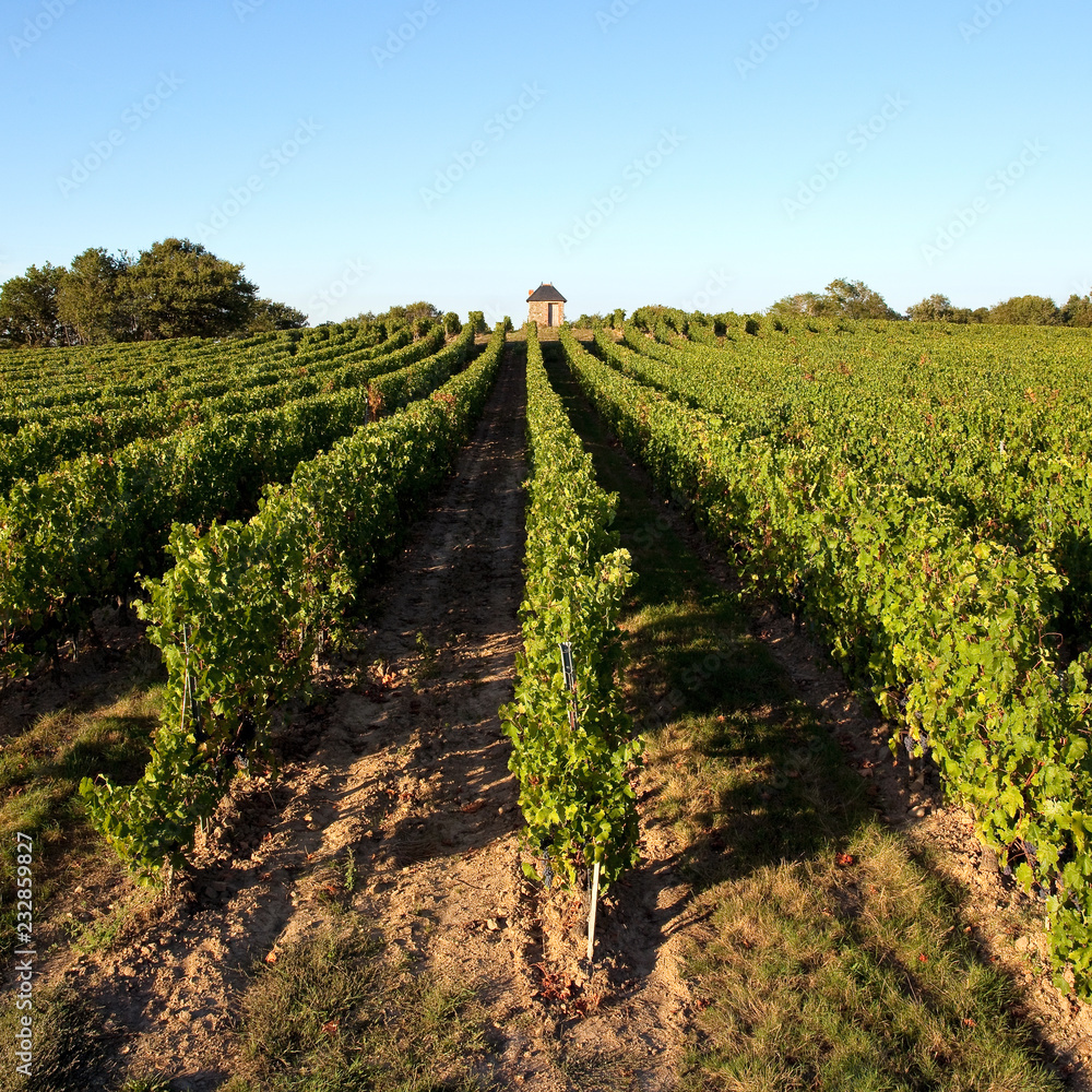 Paysage de vigne en Anjou