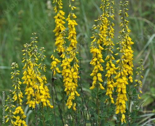 Flowering Genista tinctoria photo