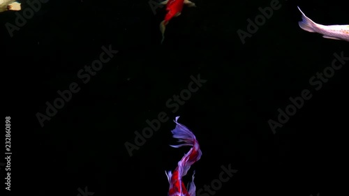 Animals Koi, Fancy carps fish are swimming in water