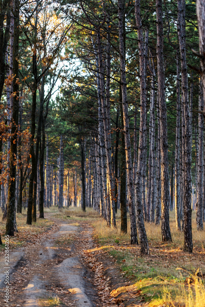 Picture for calendar pine forest. Trunks of trees in the autumn pine forest. Autumn forest landscape for postcard poster, calendar. The trunks of fir trees in the sunset light of the sun