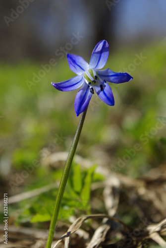 blue flower