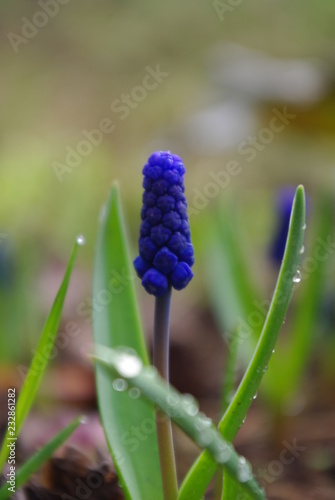 hyacinth on blue background
