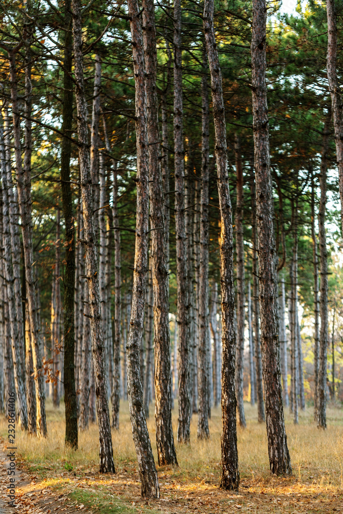 Picture for calendar pine forest. Trunks of trees in the autumn pine forest. Autumn forest landscape for postcard poster, calendar. The trunks of fir trees in the sunset light of the sun Picture for calendar pine forest. Trunks of trees in the autumn pine forest. Autumn forest landscape for postcard poster, calendar. The trunks of fir trees in the sunset light of the sun