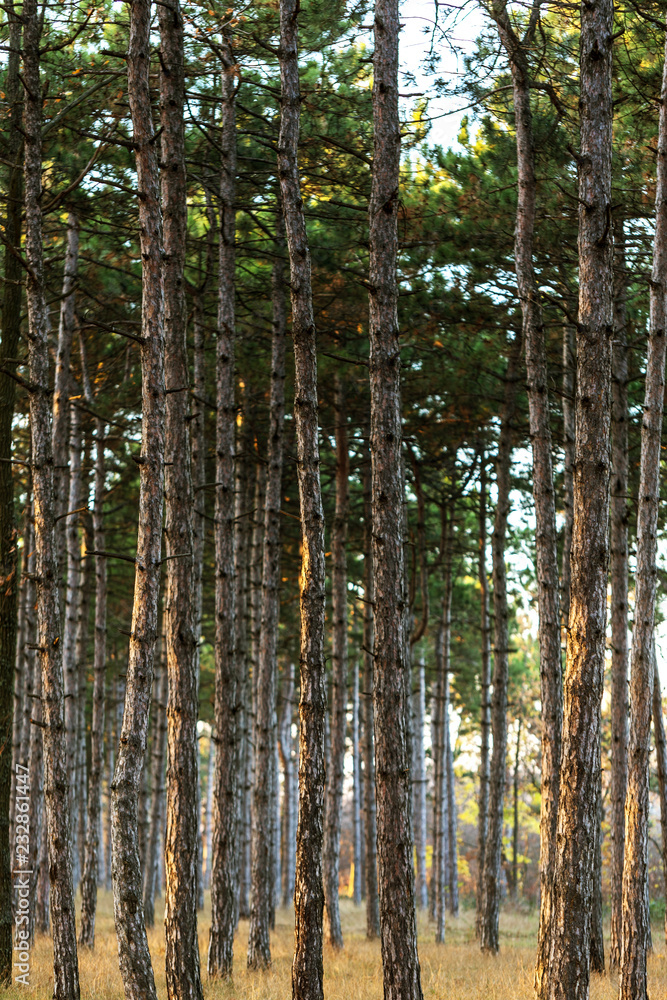 Picture for calendar pine forest. Trunks of trees in the autumn pine forest. Autumn forest landscape for postcard poster, calendar. The trunks of fir trees in the sunset light of the sun Picture for calendar pine forest. Trunks of trees in the autumn pine forest. Autumn forest landscape for postcard poster, calendar. The trunks of fir trees in the sunset light of the sun