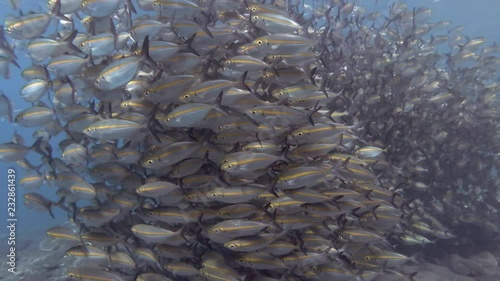 Massive school of Yellowstripe Scad - Selaroides leptolepis slowly swim in the blue water over the rocky bottom. Bali, Oceania, Indonesia photo