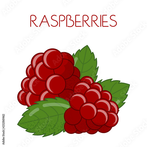 Raspberry. Vector image on isolated background