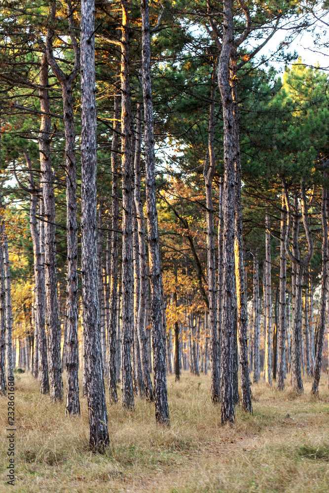 Picture for calendar pine forest. Trunks of trees in the autumn pine forest. Autumn forest landscape for postcard poster, calendar. The trunks of fir trees in the sunset light of the sun Picture for calendar pine forest. Trunks of trees in the autumn pine forest. Autumn forest landscape for postcard poster, calendar. The trunks of fir trees in the sunset light of the sun