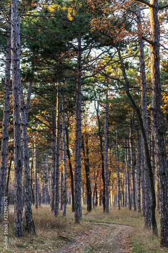 Picture for calendar pine forest. Trunks of trees in the autumn pine forest. Autumn forest landscape for postcard poster  calendar. The trunks of fir trees in the sunset light of the sun