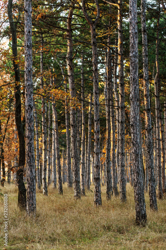 Picture for calendar pine forest. Trunks of trees in the autumn pine forest. Autumn forest landscape for postcard poster, calendar. The trunks of fir trees in the sunset light of the sun