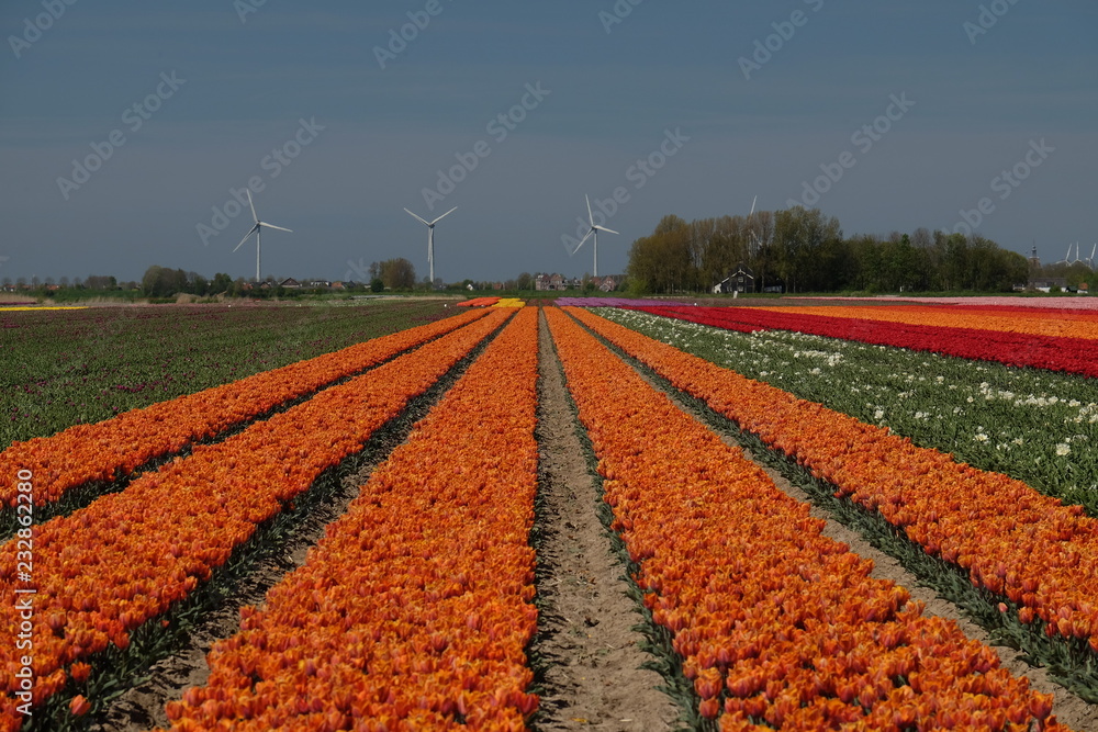 Colorful tulip fields in the Netherlands