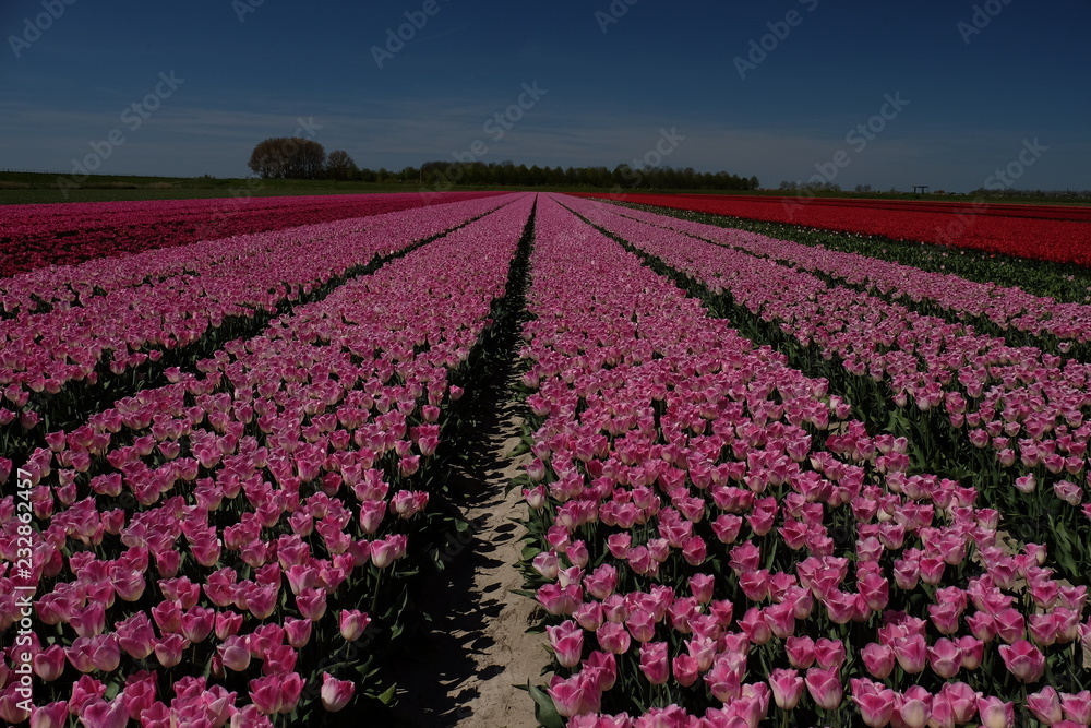 Colorful tulip fields in the Netherlands Colorful tulip fields in the Netherlands