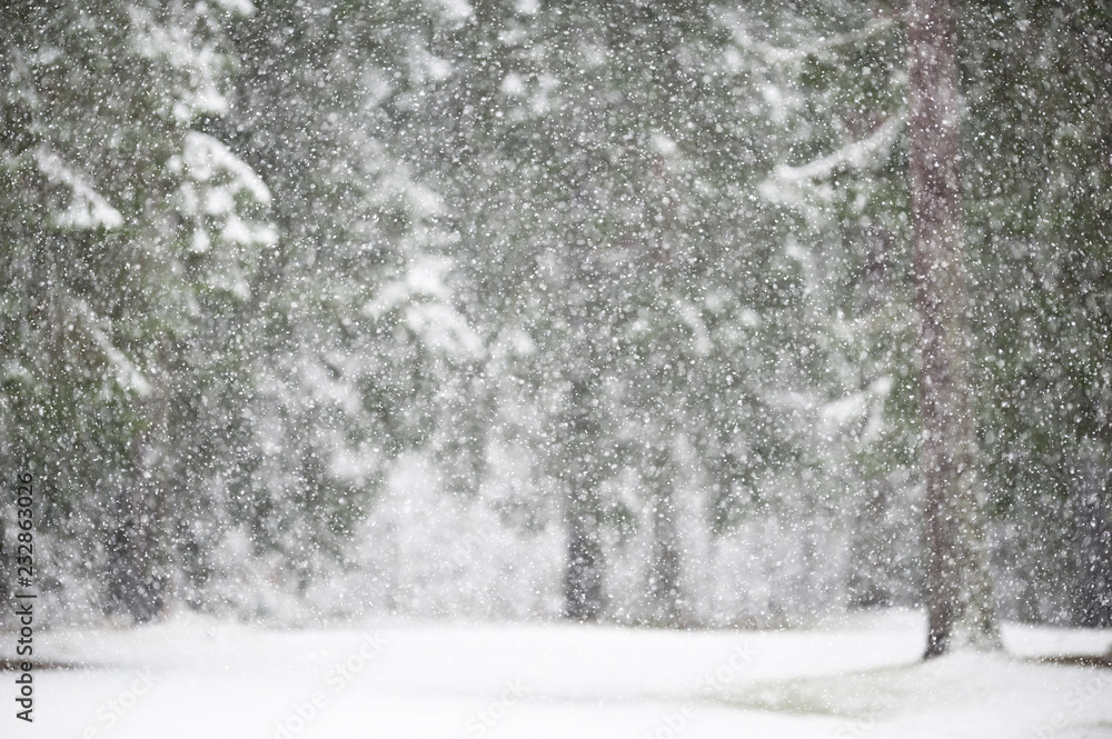 Fototapeta premium Snowfall in winter with defocused forest background