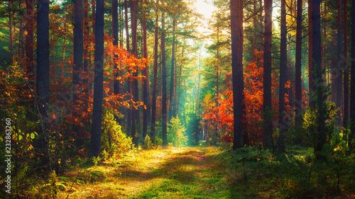 Autumn nature landscape of colorful forest in morning sunlight. © dzmitrock87