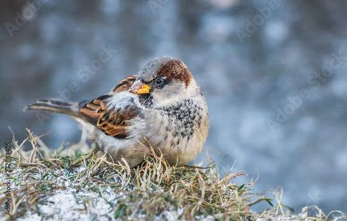 A fun gray and brown sparrow sits on a yellow grass with snow in the park in autumn photo