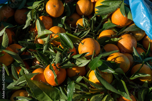Fresh tangerines in season