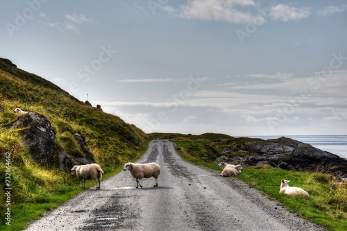 Lofoten, Flakstad, Skjelfjorden, Fjord, Straße, Schotterstraße, Schaf, Schafe, weiden, Herde, Schafherde, Rast, Ufer, Küste, Leknes, Norwegen, Gramnesvågen, Stjerntinden photo