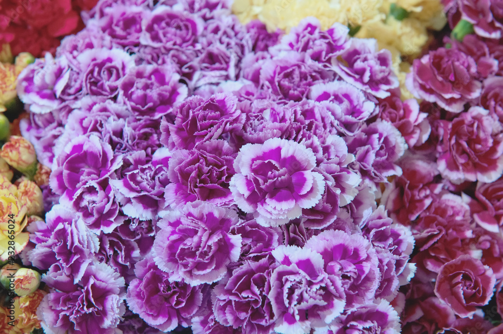 Carnations of pink, green and multi-colors of modern varieties in a bouquet for a gift. Background. Selective focus