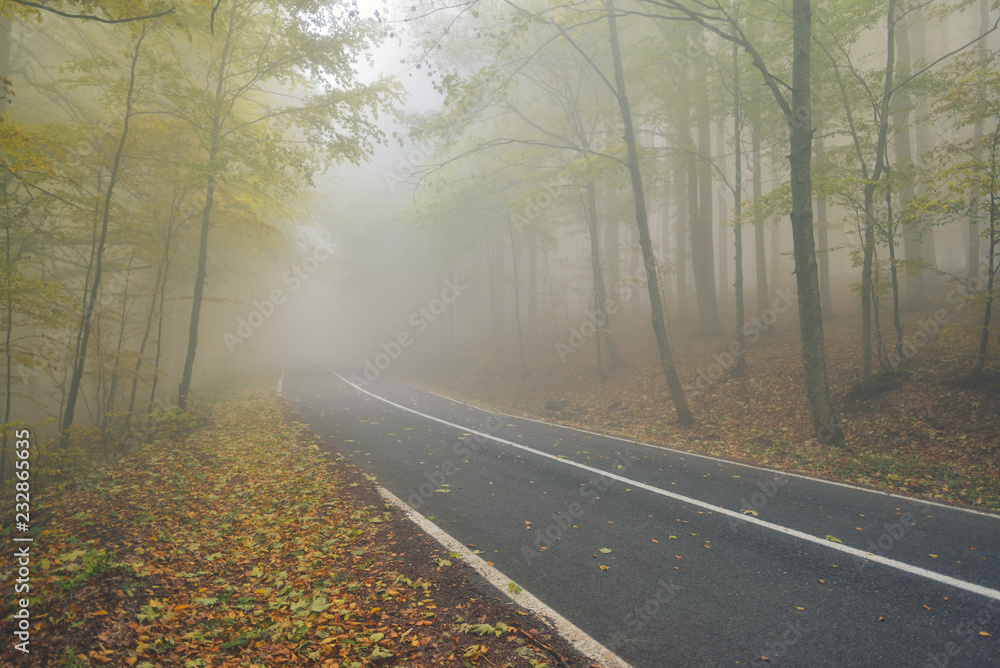 An asphalt road that goes through a misty dark misterious pine forest An asphalt road that goes through a misty dark misterious pine forest