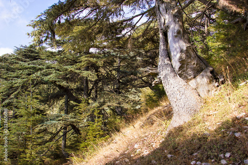 Cedar forest in Lebanon. Old Lebanon Cedar. The Cedars of Lebanon. photo