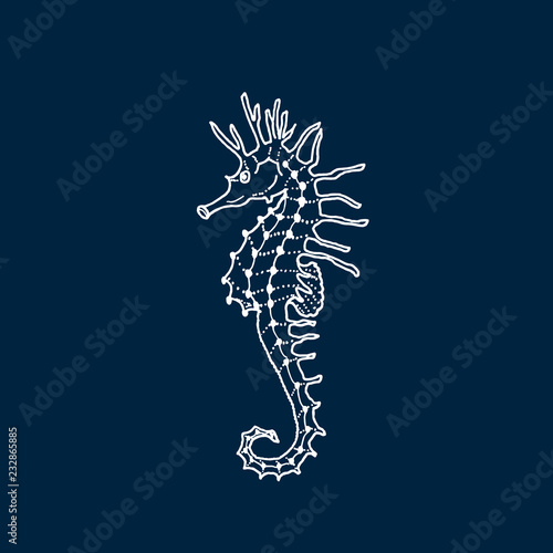 Vector illustration of white seahorse silhouette on dark blue background. Hand drawing seahorse