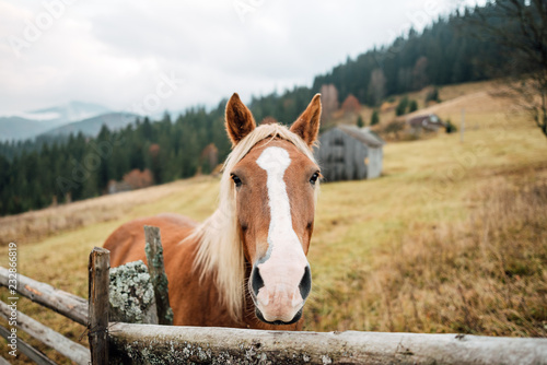 horse in a fenced in area outdoors