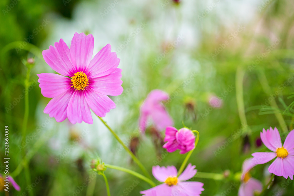 Cosmos flowers blooming in the garden.Pink and red cosmos flowers garden, soft focus and look in blue color tone.Cosmos flowers blooming in Field. Cosmos flowers blooming in the garden.Pink and red cosmos flowers garden, soft focus and look in blue color tone.Cosmos flowers blooming in Field.