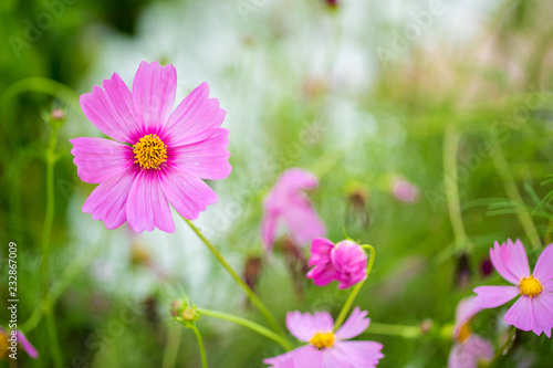 Cosmos flowers blooming in the garden.Pink and red cosmos flowers garden  soft focus and look in blue color tone.Cosmos flowers blooming in Field.