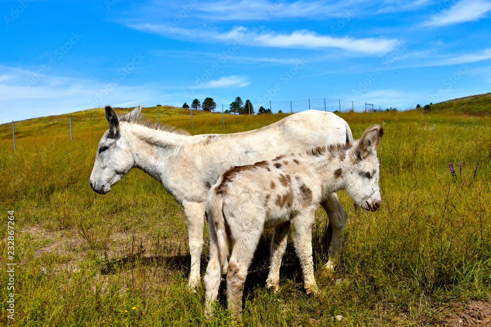 Wild Burro Wild Burro