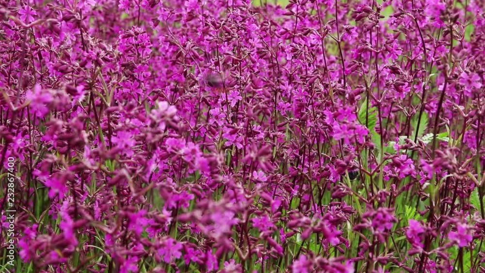 A background of magenta flowers and flying bumblebees A background of magenta flowers and flying bumblebees
