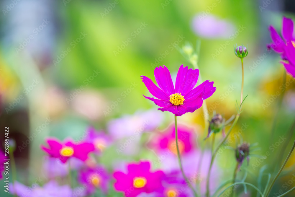 Cosmos flowers blooming in the garden.Pink and red cosmos flowers garden, soft focus and look in blue color tone.Cosmos flowers blooming in Field. Cosmos flowers blooming in the garden.Pink and red cosmos flowers garden, soft focus and look in blue color tone.Cosmos flowers blooming in Field.