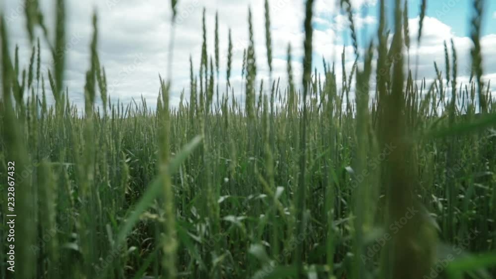 unripe wheat stacks, green wheat field, sceno to scene unripe wheat stacks, green wheat field, sceno to scene