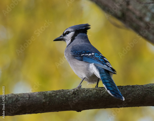 Blue Jay on Branch © John