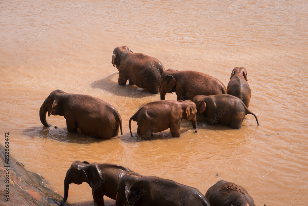 Obraz premium Elephants bathe in red water.