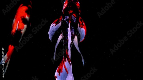 Animals Koi, Fancy carps fish are swimming in water