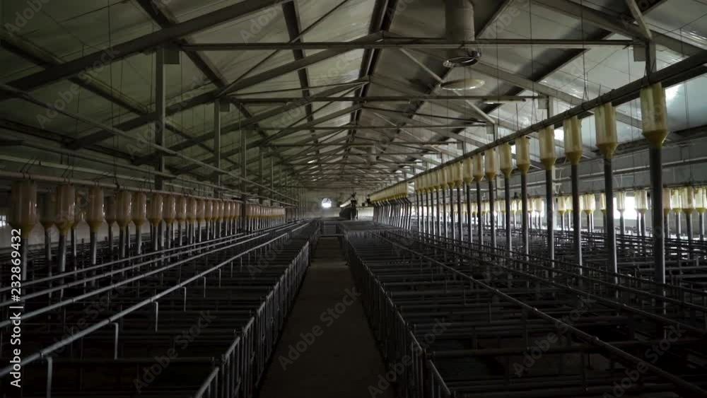 Modern industrial farm for breeding pigs, modern tech automated room insemination Modern industrial farm for breeding pigs, modern tech automated room insemination