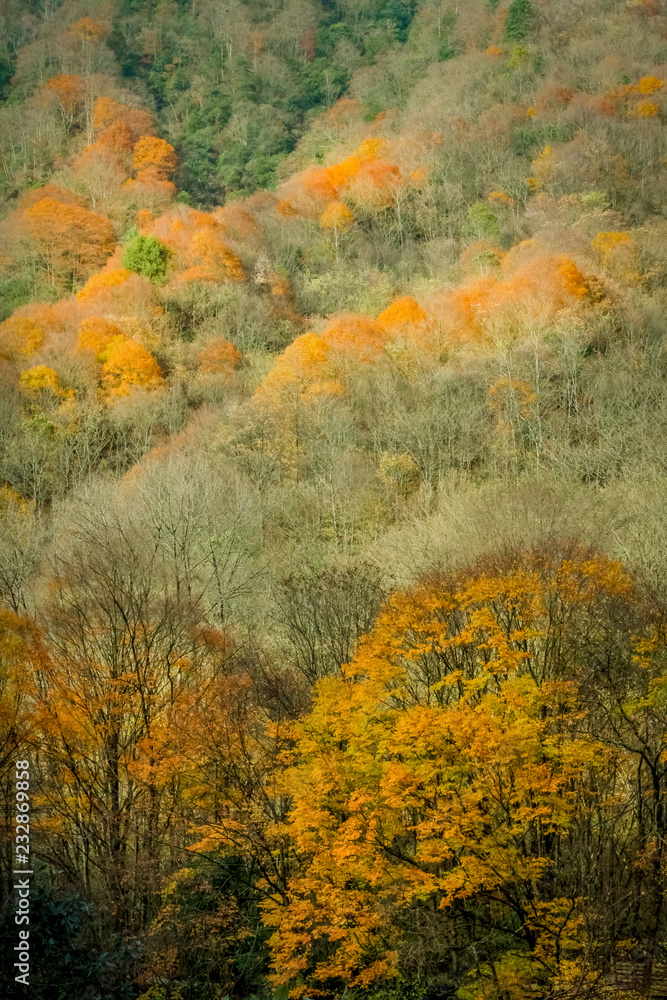 fall colors of autumn fall colors of autumn