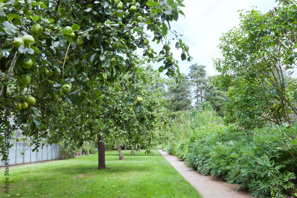 Ripe green apples in an orchard, flowers next to a path.