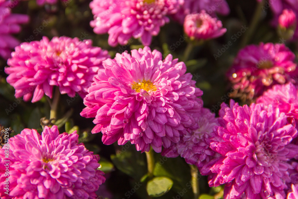 Fototapeta premium Pink Chrysanthemum flowers as a background or wallpaper.