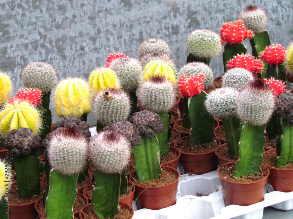              Small pots of cactus with its red and yellow flowers