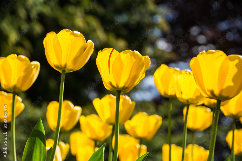 tulips tulips