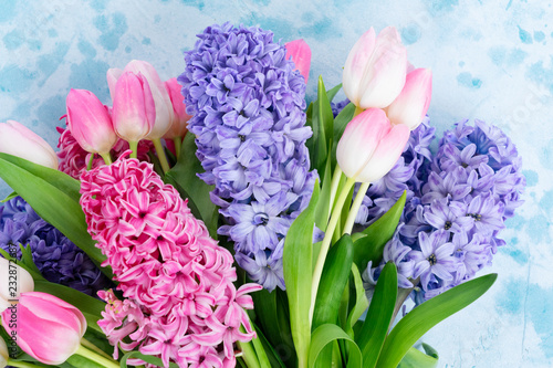 Hyacinth blue and pink fresh flowers on blue background with copy space
