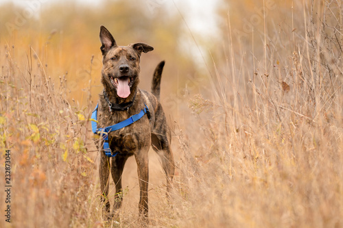 A happy shepherd mix on an autumn trail