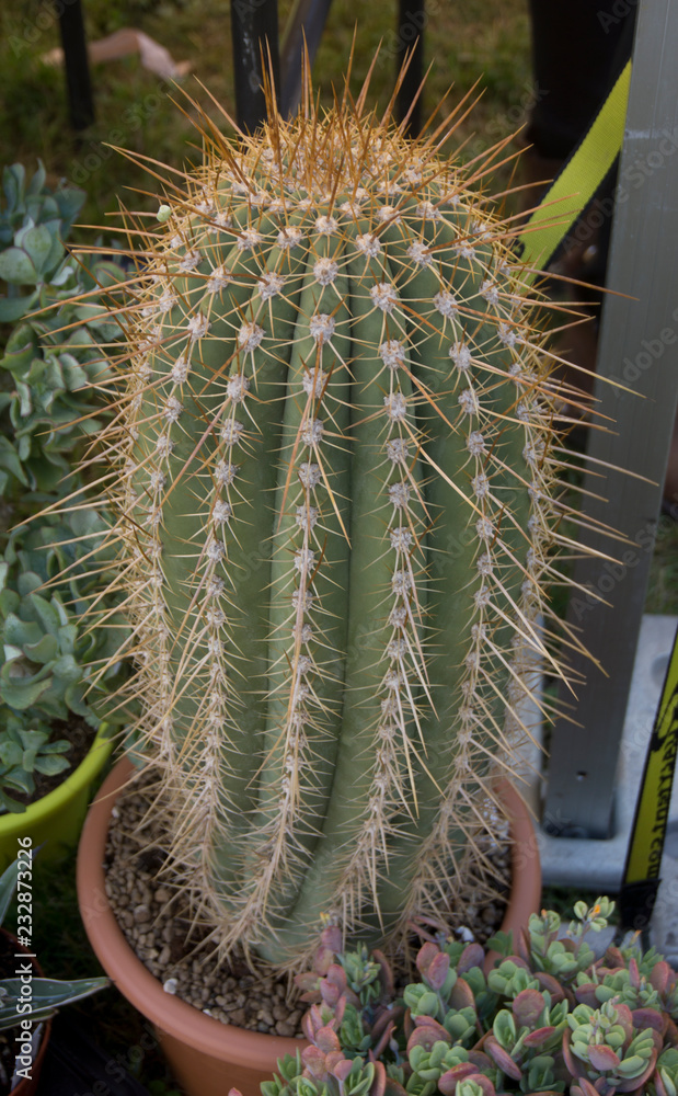 Cactus colonnare Pachycereus pringlei Stock Photo | Adobe Stock