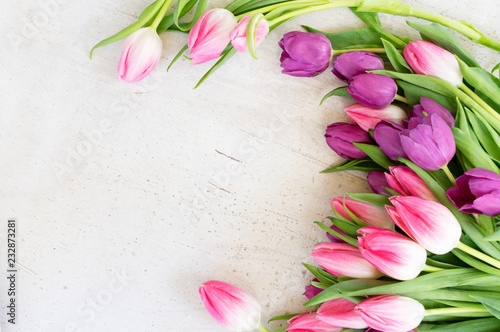Pink and violet tulip flowers on gray background with copy space