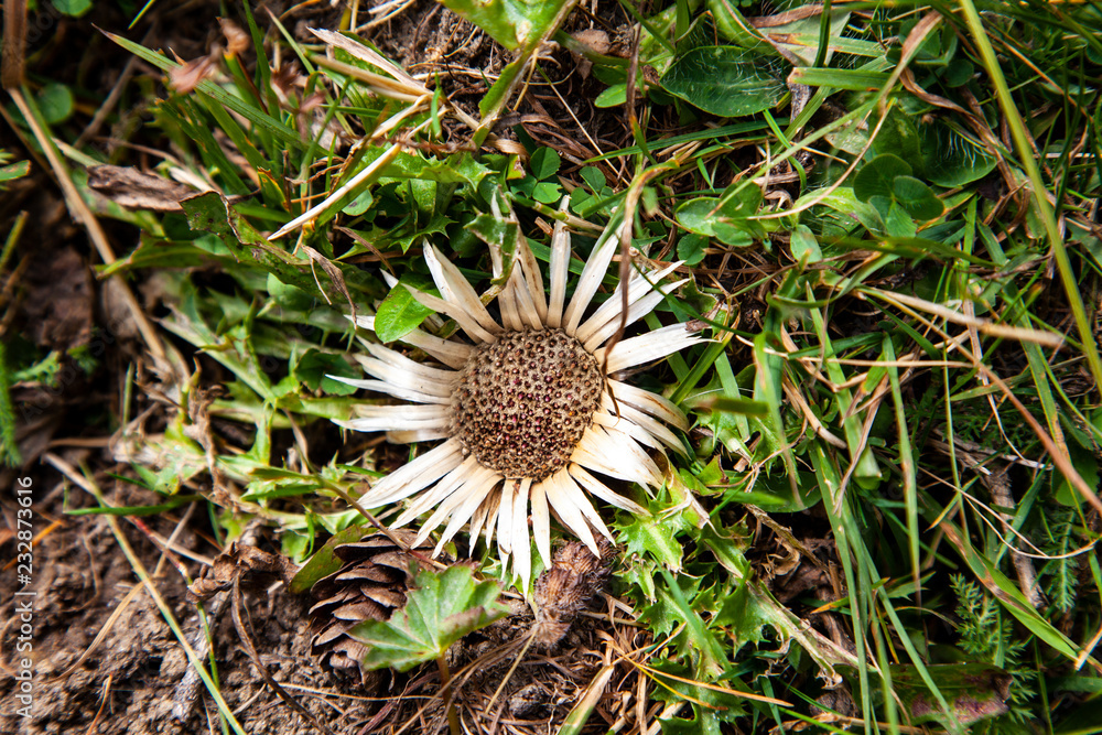 typical flower in the mountains of austria which grows over a hight of 2000m typical flower in the mountains of austria which grows over a hight of 2000m