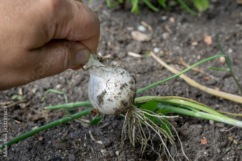 Hand of gardener with fresh harvested bulbs of onion
