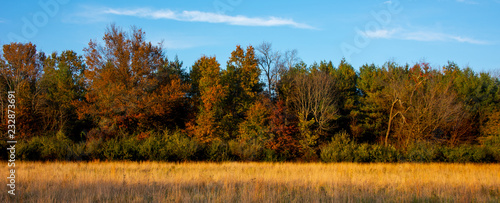 Autumn Trees with Field