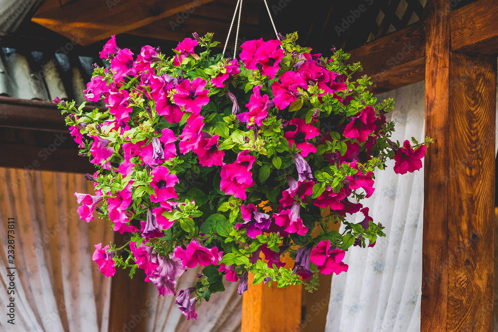 Baskets of hanging petunia flowers on balcony. Petunia flower in ornamental plant.