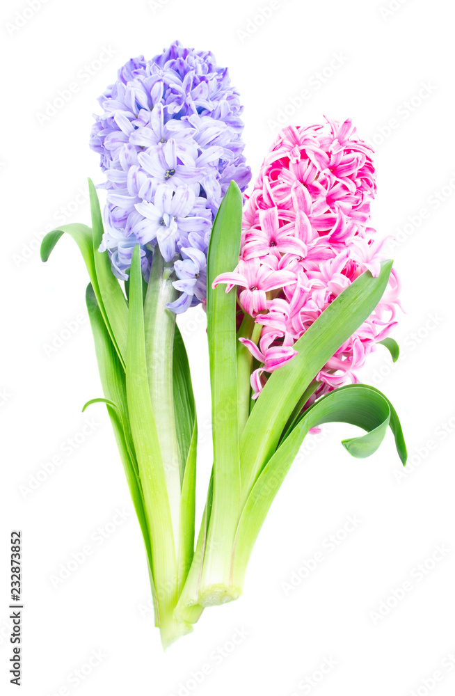Hyacinth blue and pink fresh flowers with green leaves isolated on white background
